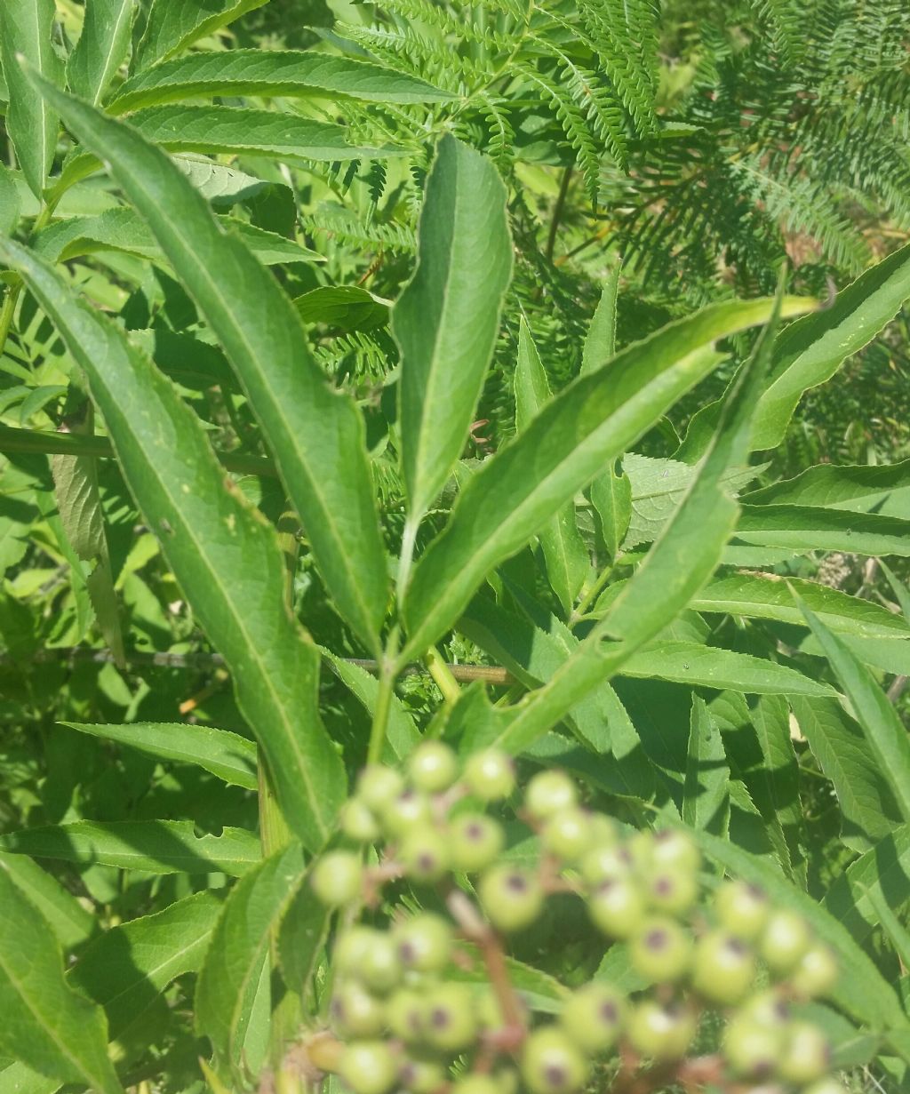 Sambucus ebulus